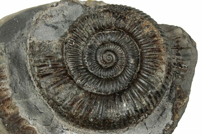 Jurassic Ammonite (Dactylioceras) Fossil - England #351289